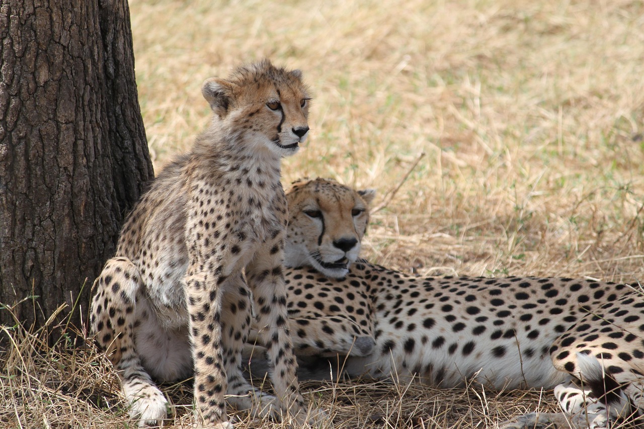 6 day private serengeti safari with expert guide